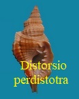 Distorsio perdistorta, Fulton 1938 